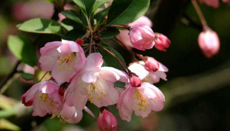 写得|秦观很有韵味的一首诗,苏轼读了都为之倾倒,不失为难得的佳作!