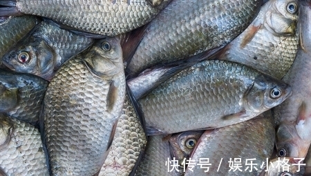 鱼肉|鱼肉保鲜,到底要不要去内脏?教你正确方法,吃着跟活鱼一样新鲜