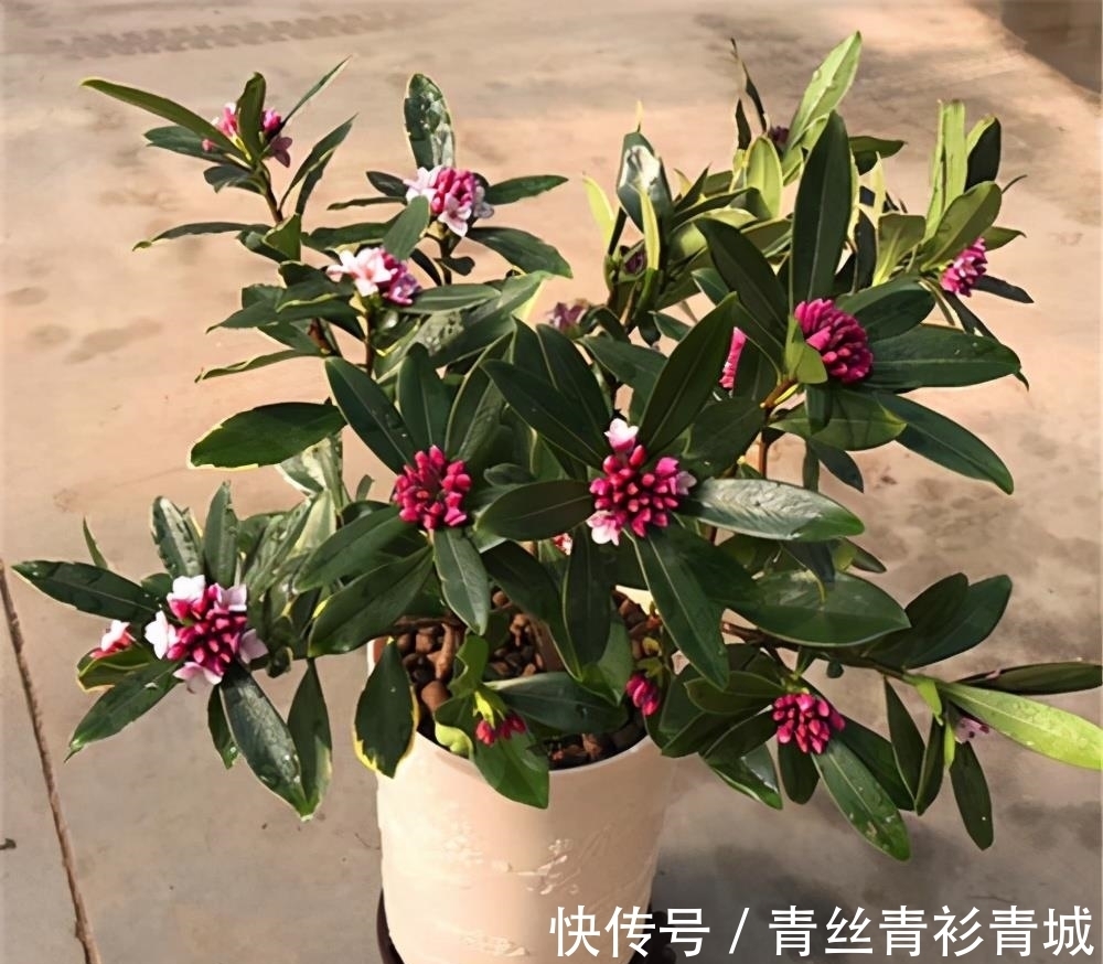 金边瑞香“越冷”开花越香浓,冬天做好4件事,满盆都是吉祥花