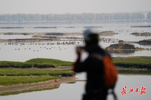 候鸟|周末，到府河湿地看候鸟晒太阳