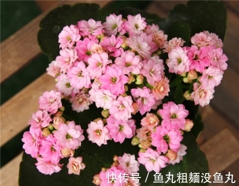 花肥|最厉害的营养液:给长寿花喝一勺,花开鲜艳,花期长达180天!