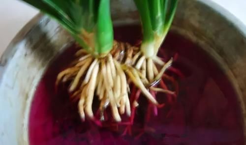 【值得收藏】集合常见的养花问题，帮分析病因、解决方法