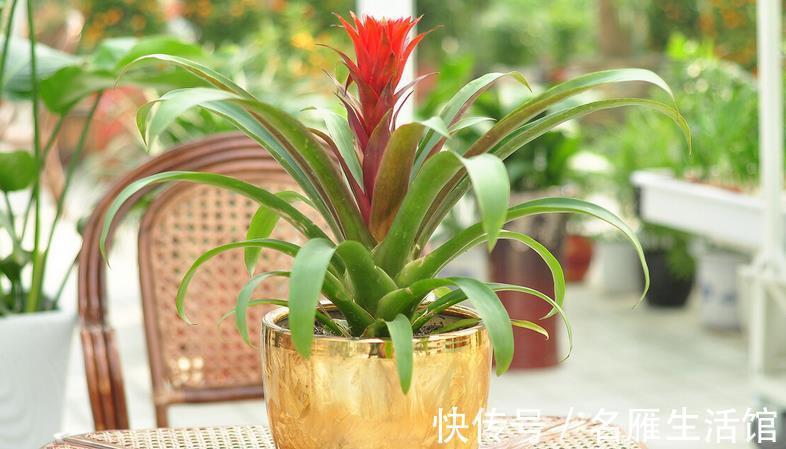 花土|养鸿运当头,多注意这3点,盆栽基本不会有大毛病