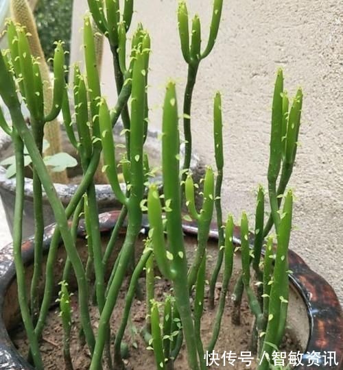 家中无法养这三类绿植,白送都不要,危害很大不建议养