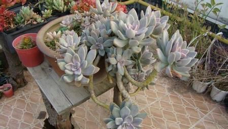 4种多肉植物好养活,不怕晒不怕热,太阳越晒越好看!