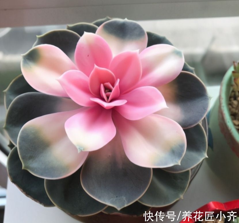 无论你多喜欢养花，都不要碰“3种花”，这都是养花高手被坑过的