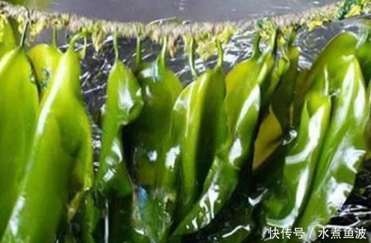 常吃海帶好處多多,但這3種人最好一口也別碰,千萬(wàn)要注意