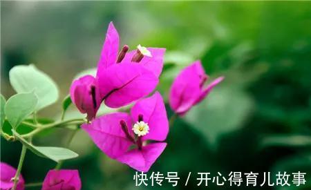 家里有院子,养上四款网红花,花开300天,美观又大气