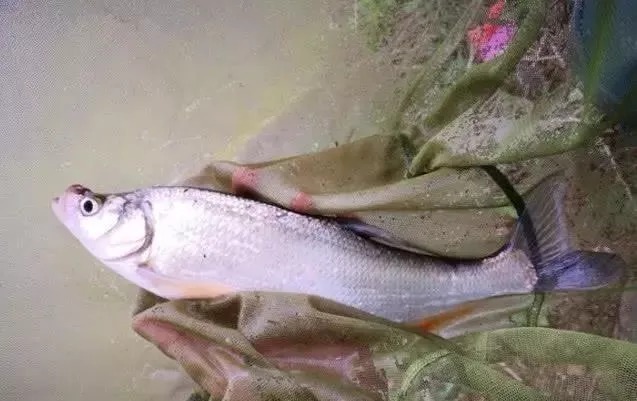 初冬的翘嘴其实比鲫鱼更好钓，把这几招学会，真的可以钓到手软