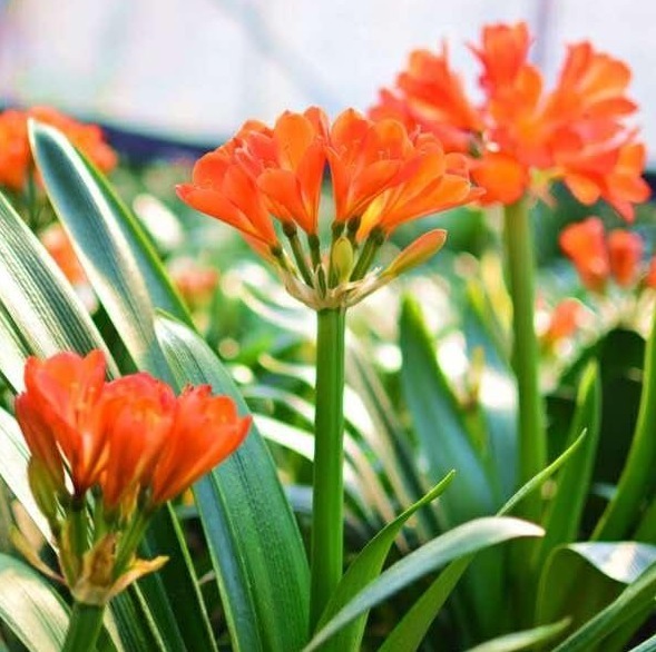 君子兰“夹箭”好解决,简单3步,花箭蹭蹭窜出来!