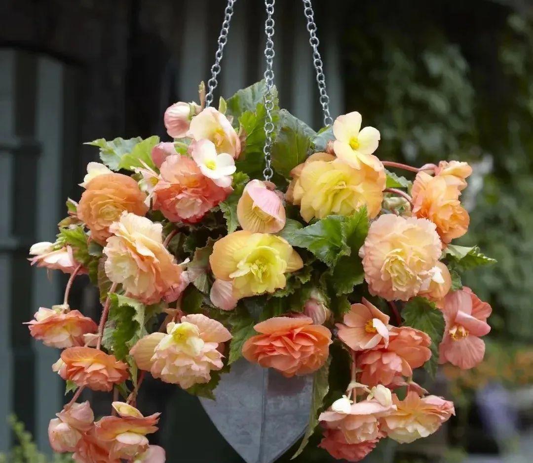 1种花不能用大盆,盆越小,水越少,开花更爆盆!