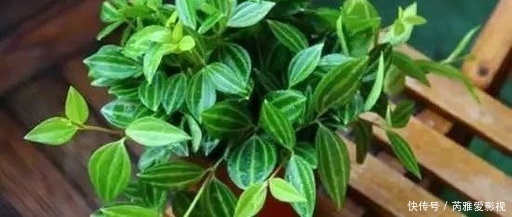 喜欢绿萝,不如养盆精品绿植白脉椒草,叶色清新淡雅郁郁葱葱!