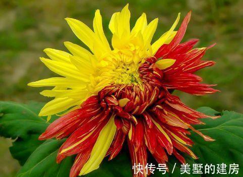 悬铃花|农历7月14日开始,养花养个耐看的,香味浓厚,个个开花漂亮