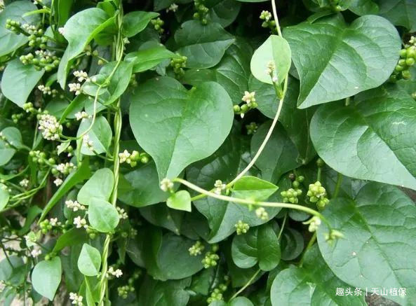 根状茎|乡下一种纯天然的野菜，常吃可以补肾、抗癌防衰老，食用价值高