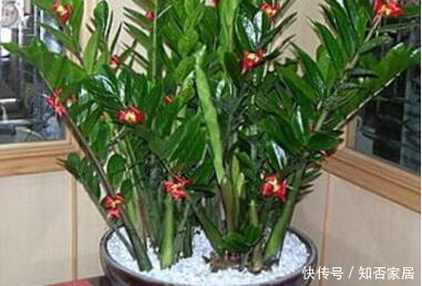 适合客厅养的4种大型花,个个寓意好,养好家人身体健康