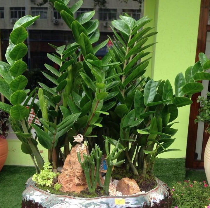 这4款人间富贵花,养2盆就能招来好运,漂亮,有益康健