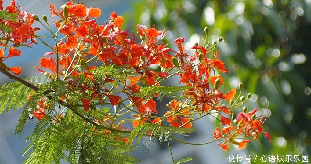 此花所代表的是离别,虽然也是思念的花,但却总是被人遗忘