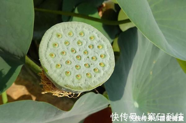 排便|宿便堆积，会导致便秘教你一招刺激大肠蠕动，清肠道、排出宿便