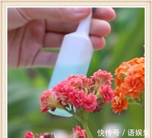 长寿花这样修剪后,再追施2种肥,促花多,花开爆盆