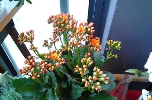 种花|7种花，就得穷养，用破盆，少浇水，丢阳台，越长越旺