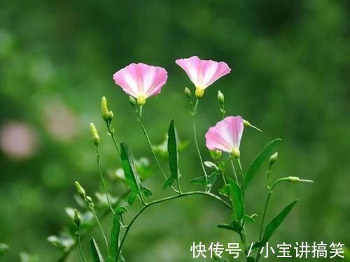 玉米田|玉米田里的“恶草”,农民见到就烦,但嫩叶却是上佳野菜,别错过