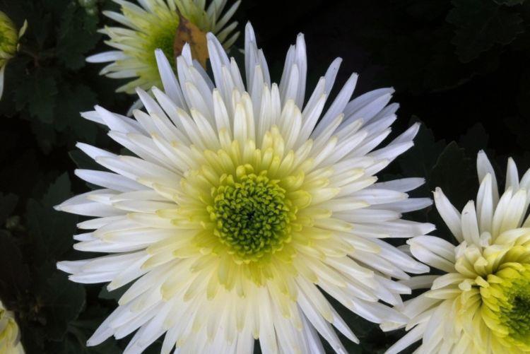 松红梅松红梅|6月27日开始,养花试试这几款,便宜又好养,新手也能养爆盆