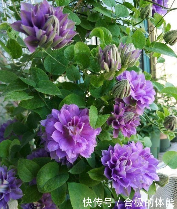 农家肥|她在小院子里种了一种花，开花独特又漂亮，路人都说“头回见”！