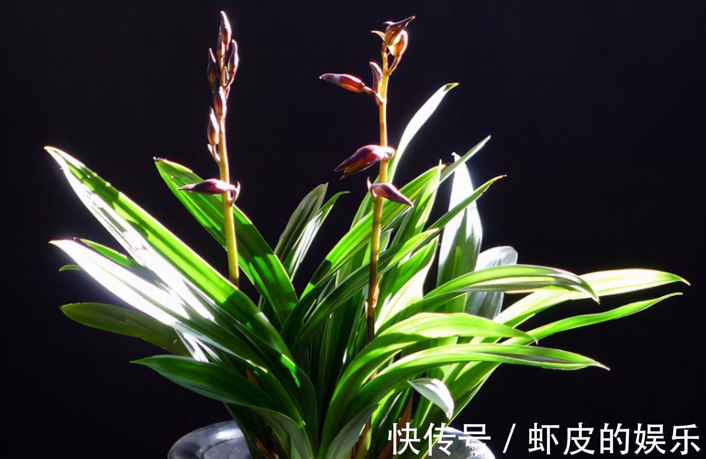 冬天养墨兰5个“小方法”,花箭窜到一米高,春节开成“报岁兰”