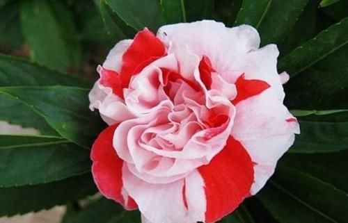  花色|4种花养阳台，浇点水就疯长，开成花海，比吊兰好养，花色娇艳