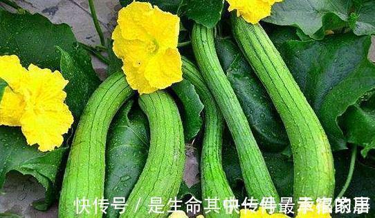 丝瓜|以下4物是子宫肌瘤“大冤家”，女人多吃点，有助活血化瘀消肌瘤