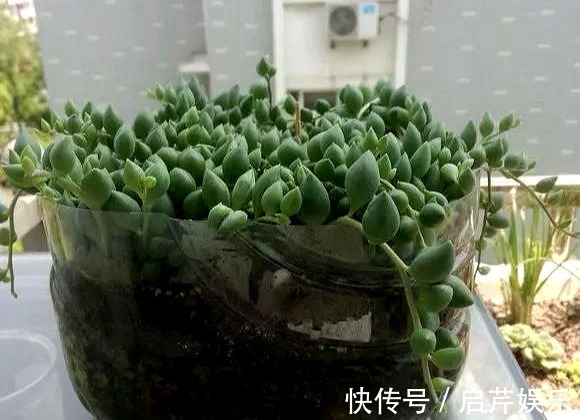 s只要家里有油桶,就不用花钱买花盆!多肉种在油桶里,叶子胖嘟嘟