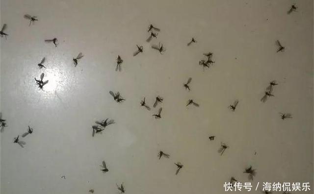 一生|养花人都知道的“5个偏方”,3分钟学会,一生受用,养啥都旺盛