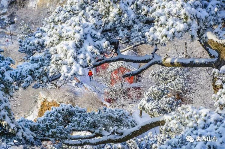 泰山银装素裹后石坞，雪松玉树赛仙境！