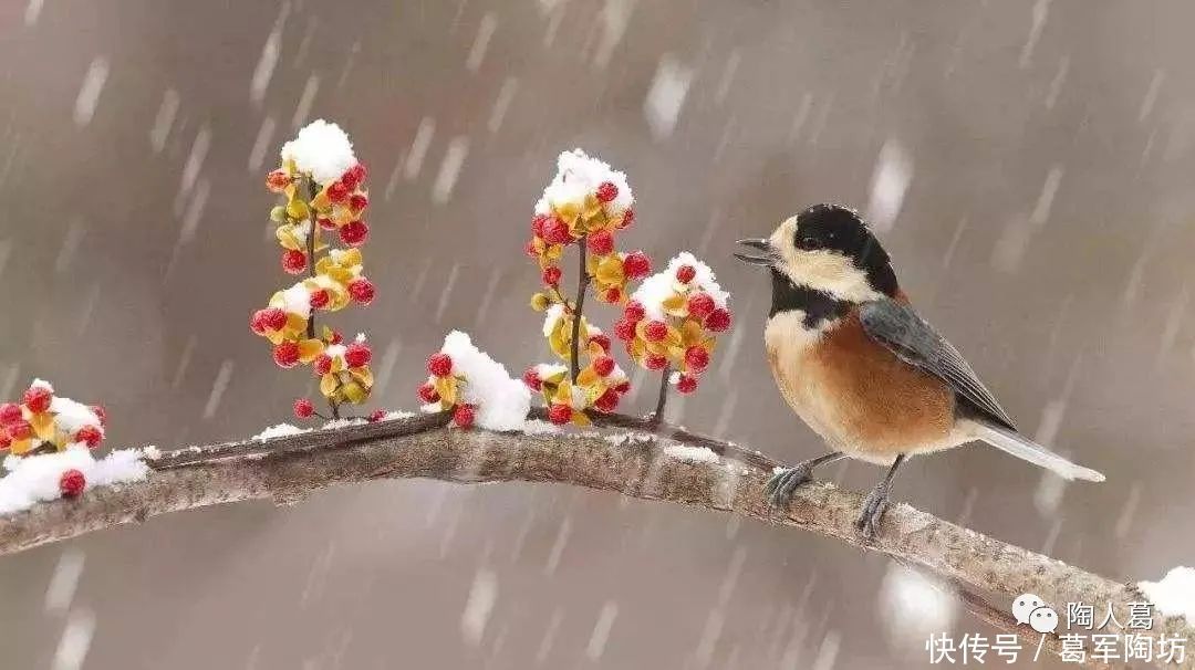  山河流霜 白羽倦飞|大雪 | 白羽