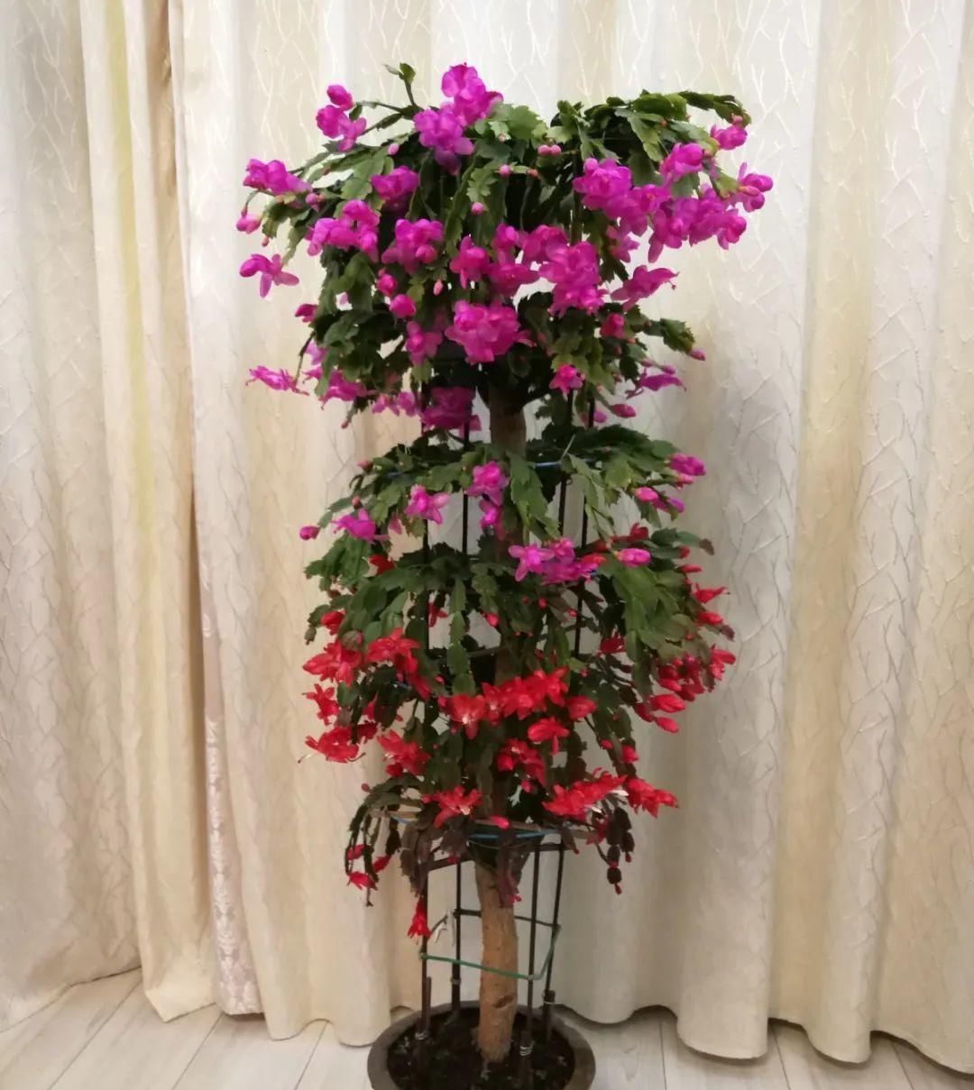 一棵长寿的花,124个花箭,开花,锅盖打开的方法