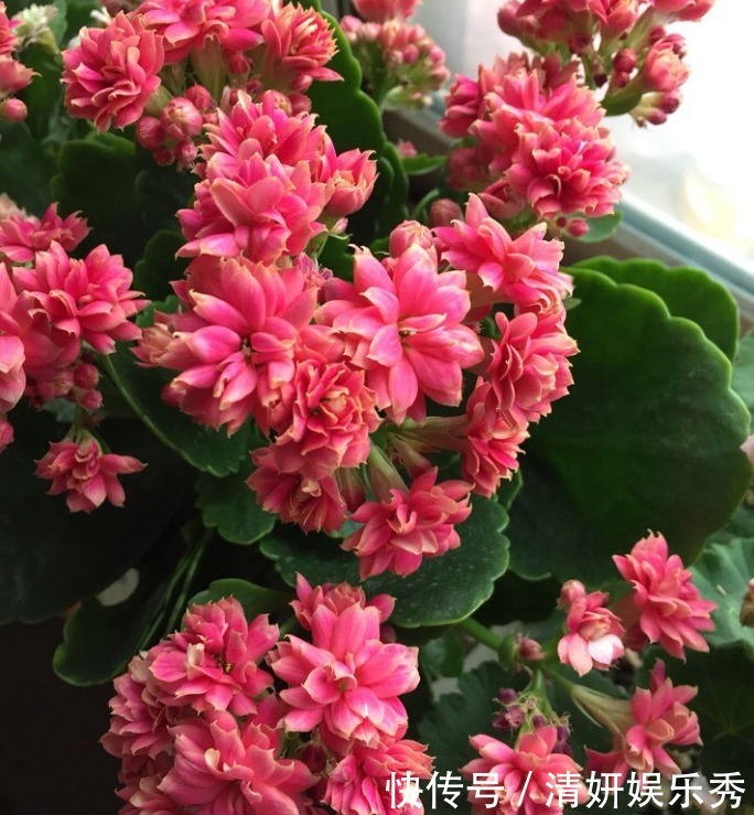 肥料|长寿花这样养，春天花朵呼呼开，一年养成漂亮老桩！