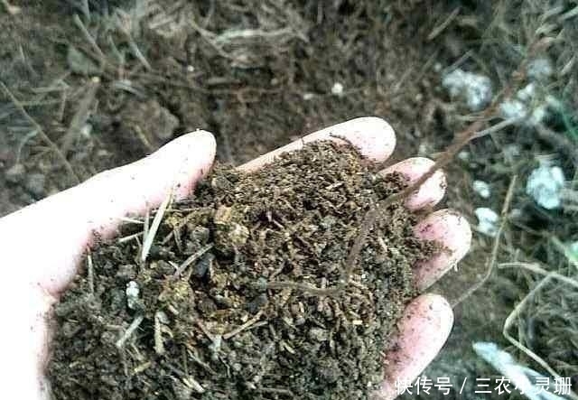 你家附近有这种树吗?树下挖几铲,就是“万能土”,养啥花也旺