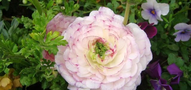 花毛茛是一种热情的花,很受人的欢迎,花色还很丰富