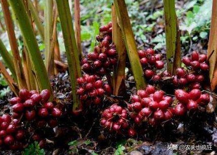  才能|南方才能种，根似生姜果像红枣，很多人以为有毒，却卖35元1斤