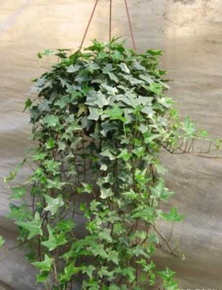  不好|客厅采光差？养这10种耐阴花，光照不好也能生长旺盛，开花不断