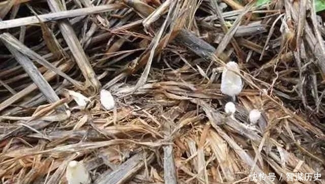 农村|废弃草窝里长出来的美味,这美食农村经常吃!想知道是什么味吗?