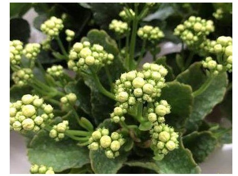 盆栽长寿花，学会以下小妙招，叶子肥厚不烂根，花开不断易爆盆