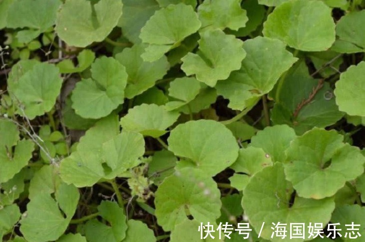 肝炎|农村茅厕边的杂草,人称“崩大碗”,却是民间治“肝炎”的良药!