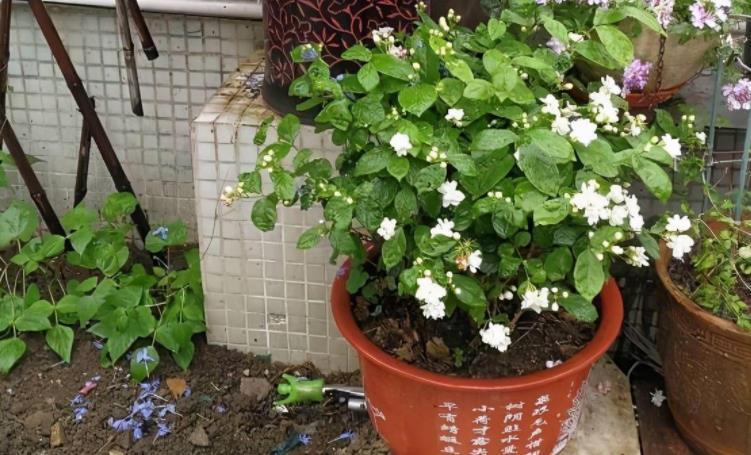 茉莉|夏季养茉莉,想花开爆盆,芳香四溢,盆栽管理得注意此3点
