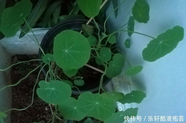 金丝荷叶花。不开花,看叶子也挺好看的