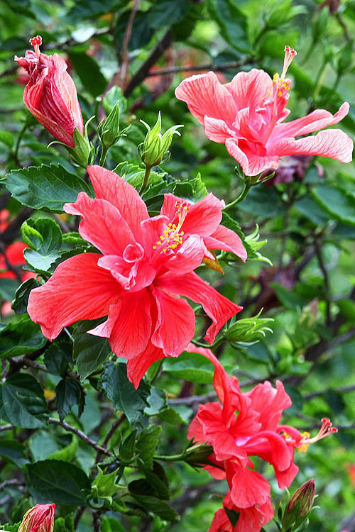 喜欢在家中养花卉,就选花色鲜艳,花期长,开花量繁多的3种花卉