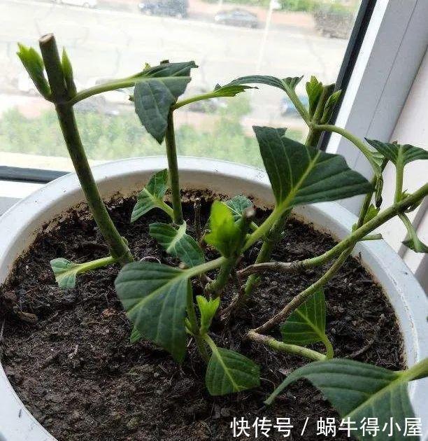 花苞|初秋8种花不能剪,轻则不开花,严重可能剩空盆