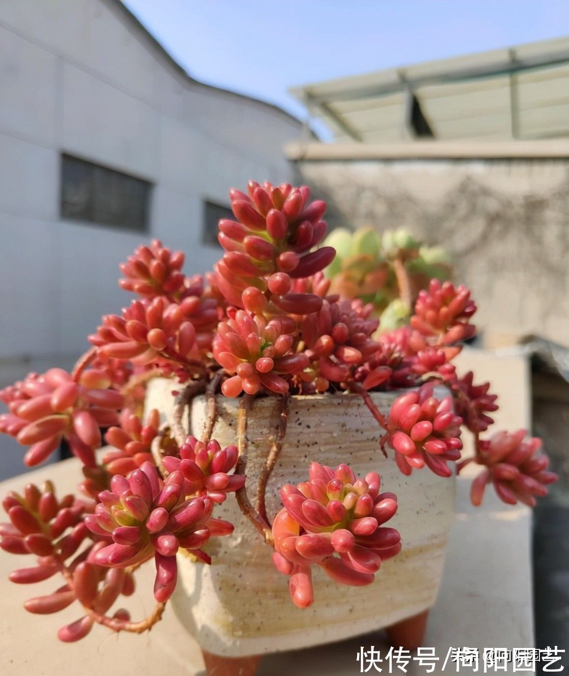 天气越来越冷，多肉状态越来越好，仙气飘飘的多肉，你馋了吗