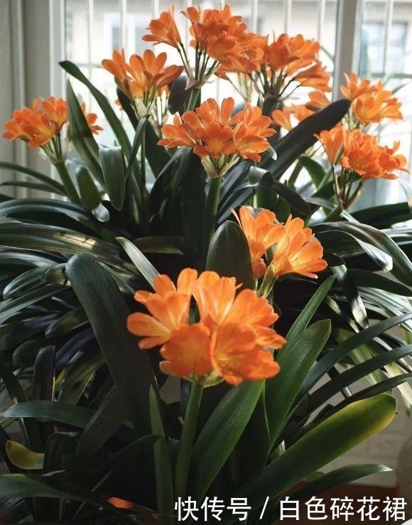 春天养君子兰，讲究4处“透气”，做好了就枝繁叶茂