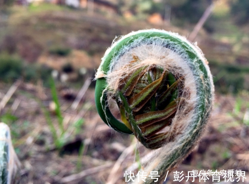 薇菜|这种野菜是一种非常名贵的天然野生植物，可惜很多人不认识！